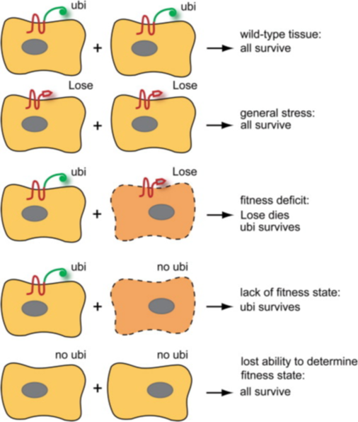https://www.sciencedirect.com/science/article/pii/S