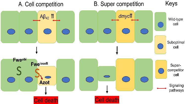https://journals.lww.com/nrronline/fulltext/2023/04000/signaling_interactions_among_neurons_impact_cell.15.aspx