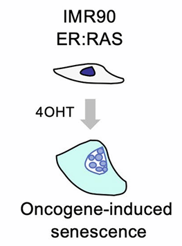 Principle of the experiment: addition of 4OHT to the culture medium triggers senescence in model cells. From McHugh et al., 2023.